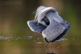 Grey Heron (Ardea cinerea)