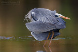 Grey Heron (Ardea cinerea)