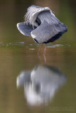 Grey Heron (Ardea cinerea)