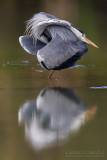 Grey Heron (Ardea cinerea)