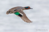 Eurasian Teal (Anas crecca)