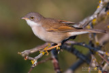 Common Whitethroat (Sylvia communis)