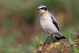 Northern Wheatear (Oenanthe oenanthe)