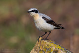 Northern Wheatear (Oenanthe oenanthe)