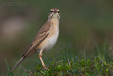 Tawny Pipit (Anthus campestris)