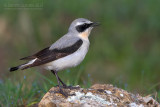 Northern Wheatear (Oenanthe oenanthe)