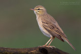 Tawny Pipit (Anthus campestris)