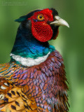 Common Pheasant  (Phasianus colchicus)