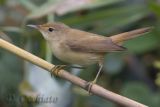 Eurasian Reed Warbler (Acrocephalus scirpaceus)