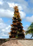 Christmas Tree on Antigua