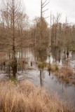 Surprising view from a small road in Mississippi.