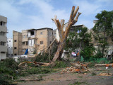 Pruned Eucalyptus