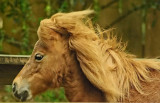 Windblown Horse.jpg