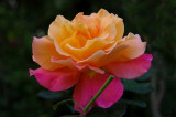 Sunrise Rose 2013.jpg