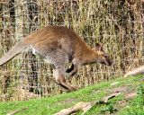 Bennets Wallaby2