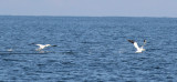 Northern Gannets on the water 10 miles offshore.