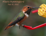 Allens Hummingbird, 2/15/12, last day seen