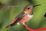 Allens Hummingbird, 12/13/12, 1st day back
