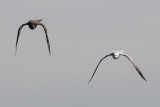 Parasitic Jaeger #1, chasing Laughing Gull