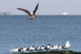 Lesser Black-backed Gull, Sabine River Pass