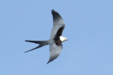 Swallow-tailed Kite Photo 1