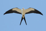 Swallow-tailed Kite Photo 4