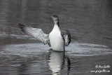 Plongeon huard sous la neige #6879.jpg