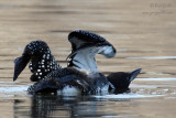 Plongeon huard #0734 - 22.jpg