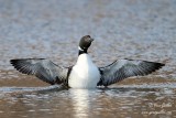Plongeon huard #0798.jpg