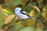 Stjärtmes - Long-tailed Tit (Aegithalos caudatus)
