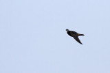 Stensvala - Cliff Swallow (Petrochelidon pyrrhonota) 