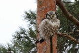 Hkuggla - Hawk Owl (Surnia ulula)