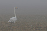 Sångsvan - Whooper Swan (Cygnus cygnus)