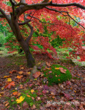 Autumn Colorbox