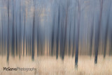 Abstract Larches