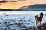Pingvellir Sunset