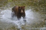 Fish Creek: bear