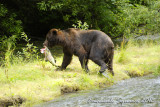 Fish Creek: bear