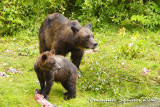 Fish Creek: bears