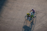 <B>Flowers <FONT SIZE=2>Havana, Cuba - May 2012</FONT>