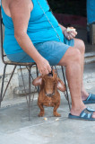 Anticipation -Havana, Cuba - May 2012
