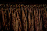 -Tobacco- Cuba - May, 2012