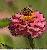 Bee on a zinnia