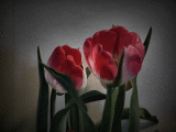 Study of an opening Tulip