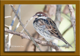 Pardal-espanhol  ---  Spanish Sparrow  ---  (Passer hispaniolensis)