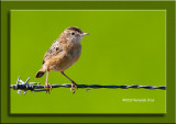 Fuinha-dos-juncos --- Zitting Cisticola --- (Cisticola juncidis) 