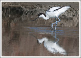 Alfaiate  ---  Pied Avocet  ---  (Recurvirostra avosetta)