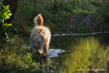 Puddle dog