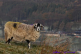 Happy sheep