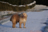 Ozzy loves snow